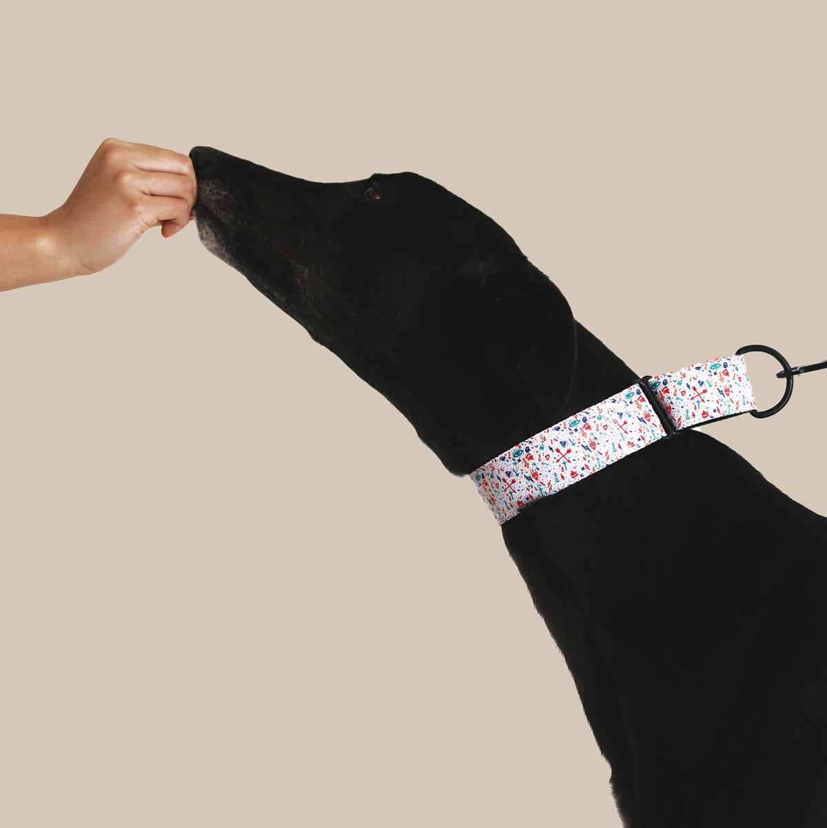 Greyhound collars clearance pets at home