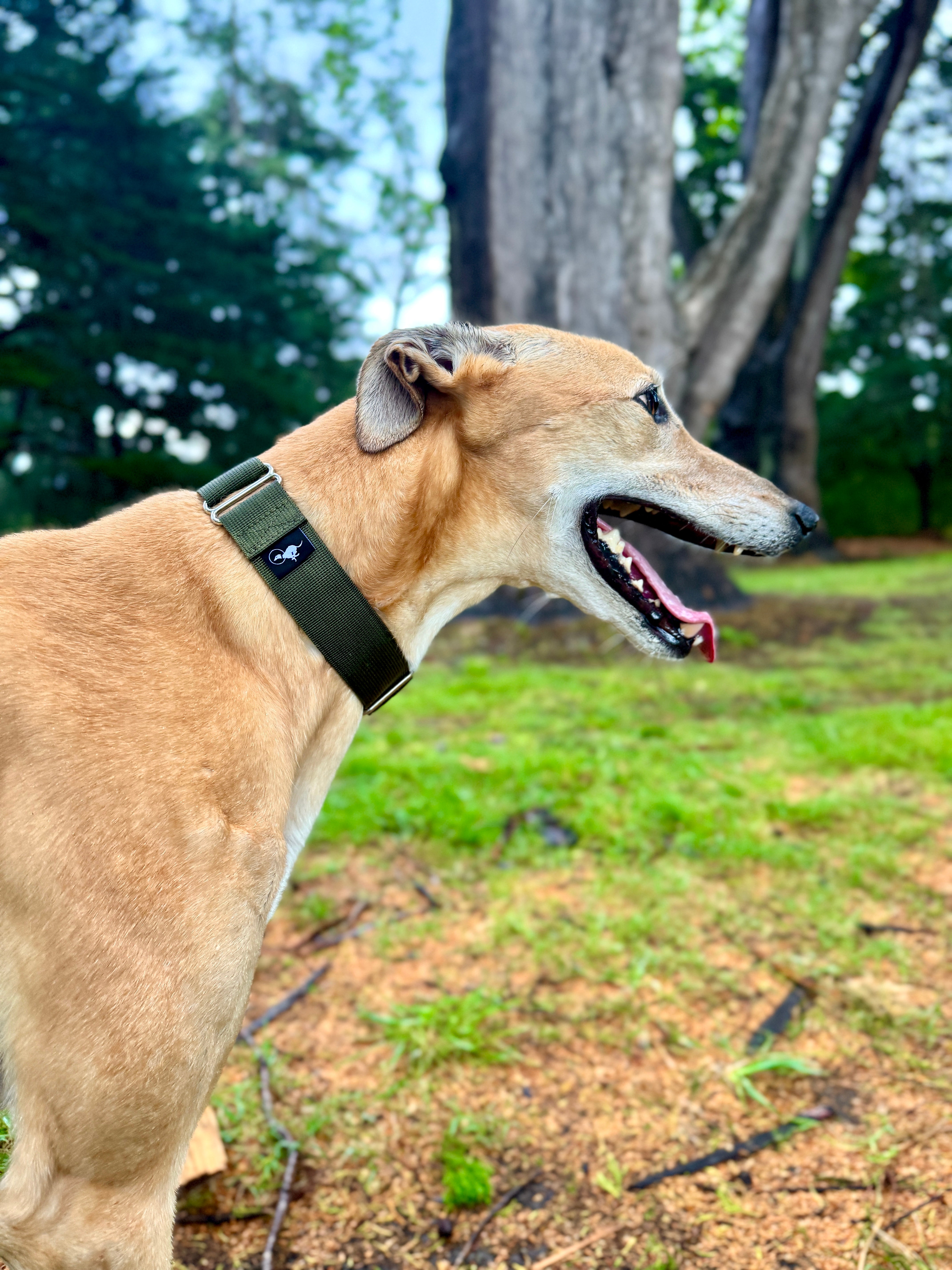 Greyhound green collar hotsell