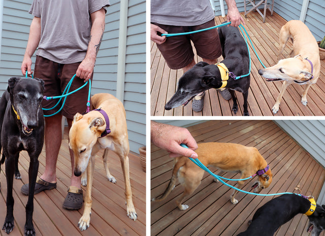 Hands-free/Double Ended Dog Leash