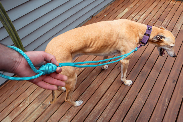 Hands-free/Double Ended Dog Leash