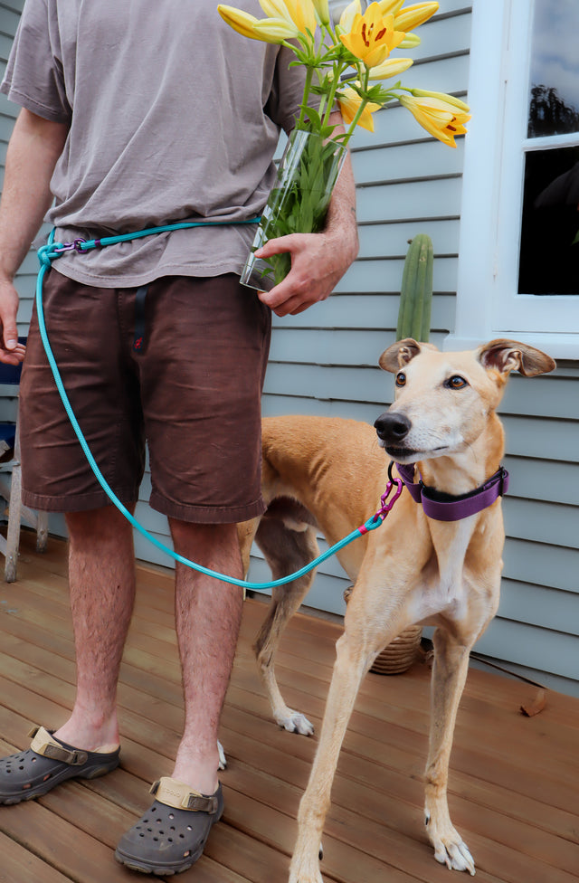 Hands-free/Double Ended Dog Leash