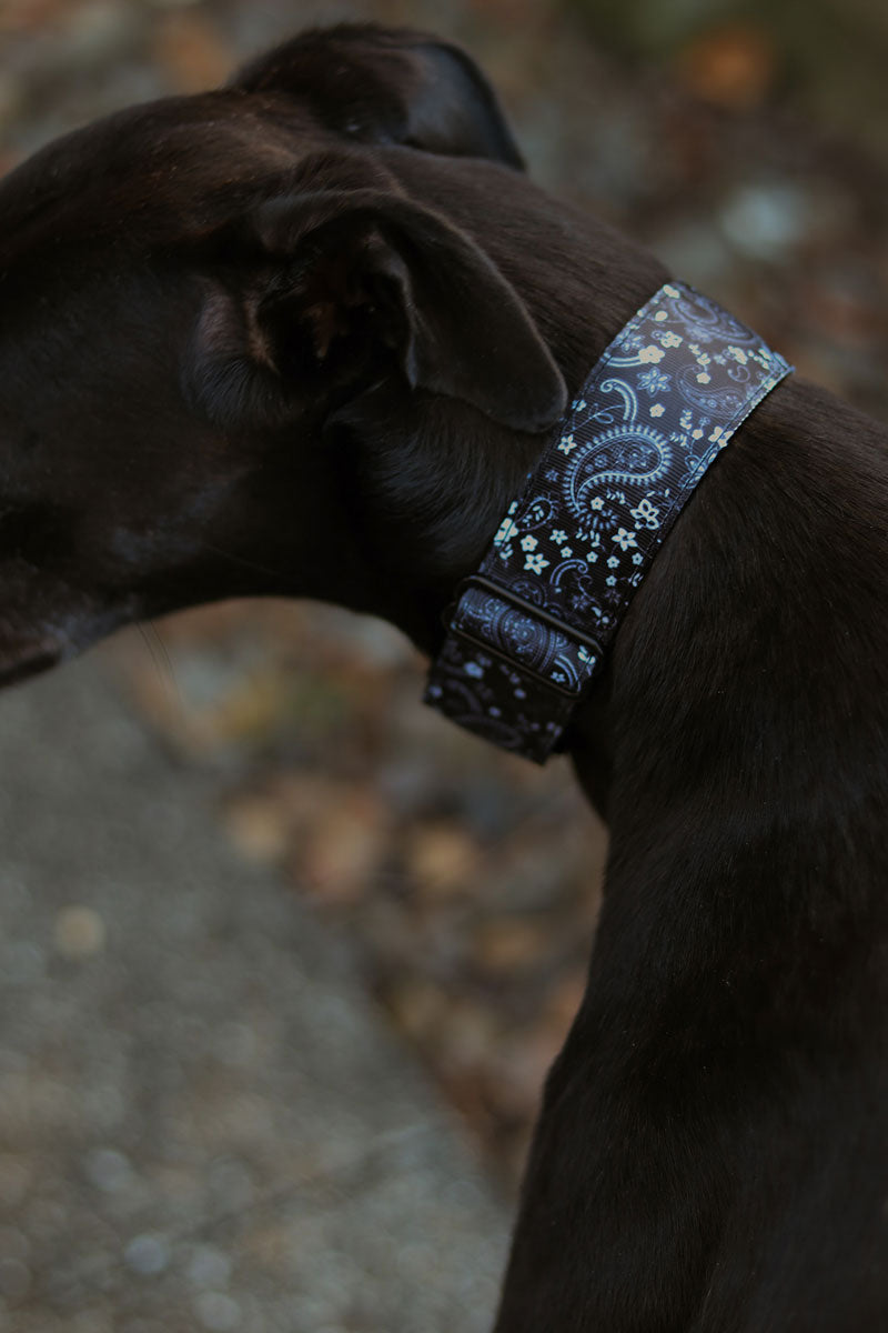 Designer Martingale Collars Woofo Empawrium