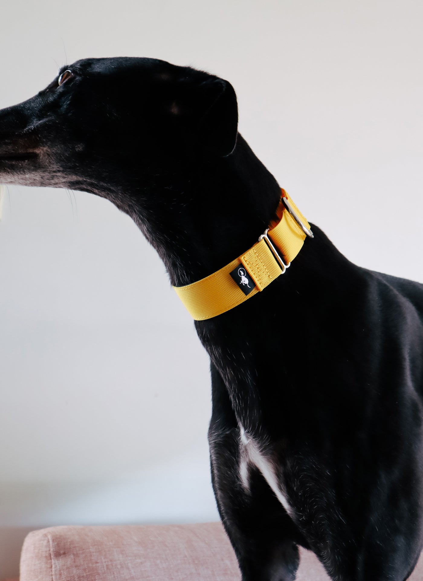 Wide martingale collars for hot sale greyhounds